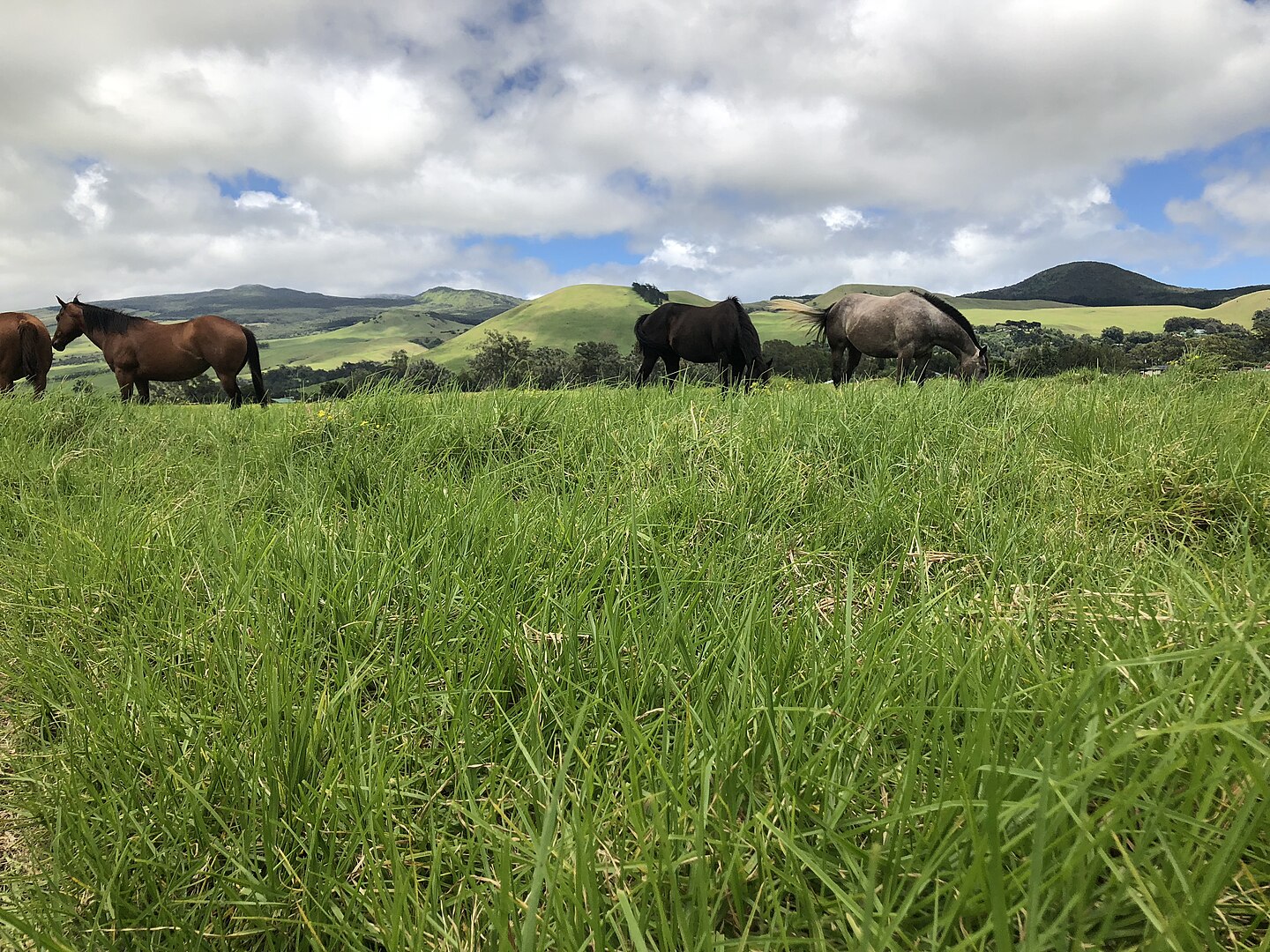 Des chevaux sur le ranch Parker. Par Parkerranch - Travel personnel, CC BY-SA 4.0, 