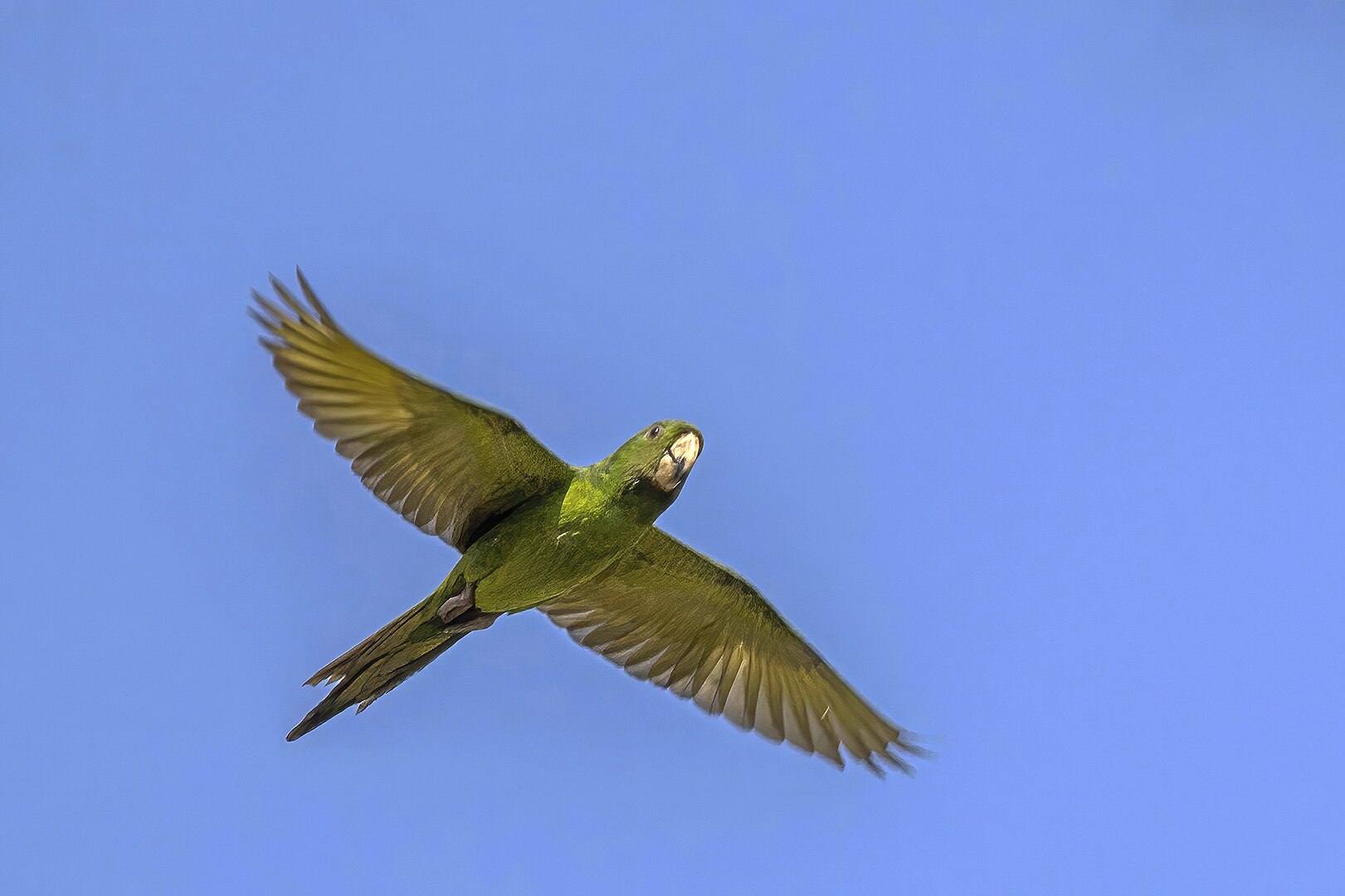 Conures de Ridgway en vol. Par Charles J. Sharp - travail personnel CC BY-SA 4.0, 