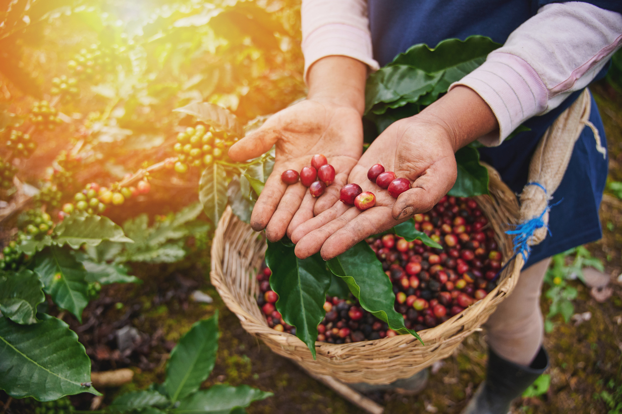 Fruits du caféier mûrs  © iStock / dimarik