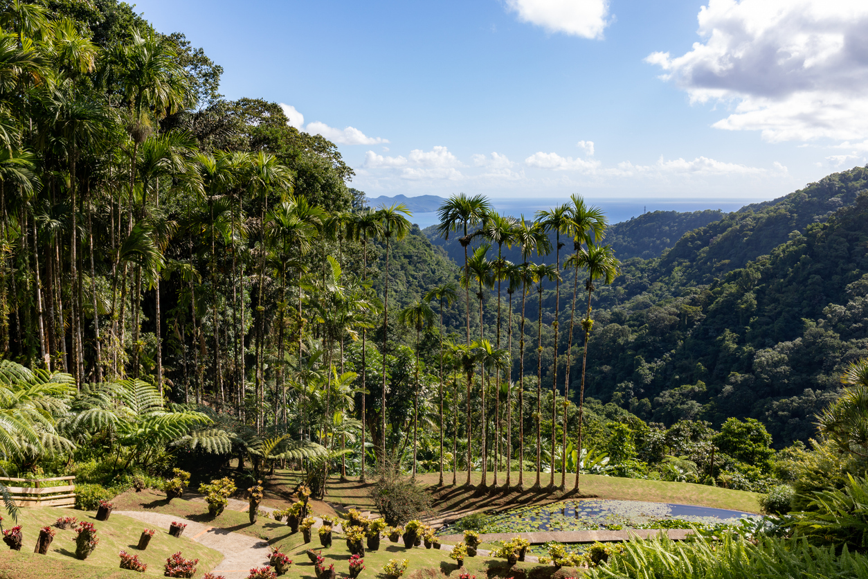 Fort de France, Martinique, Palmiers royaux dans les jardins de Balata © iStock / thierry64