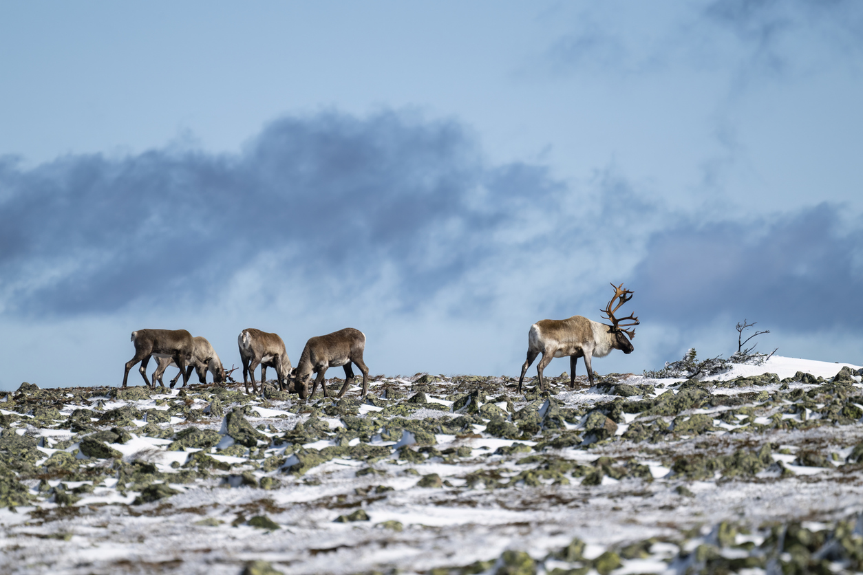 Caribous. © iStock / pchoui