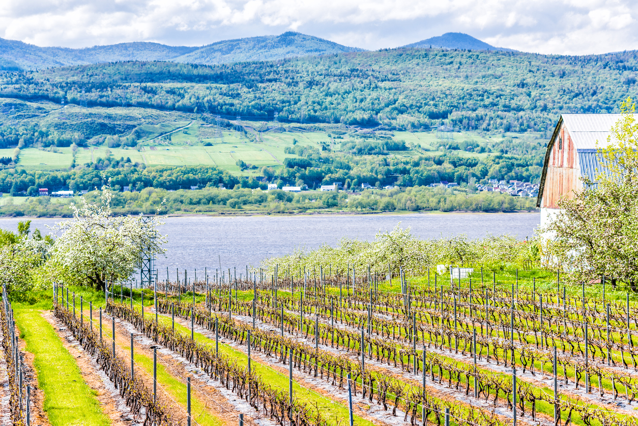 Rangs de vigne sur l'île d'Orléans © iStock / ablokhin