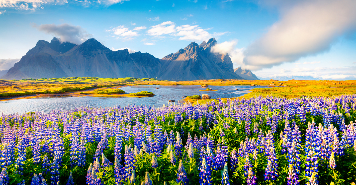 Floraison de lupins sur le promontoire de Stokksnes. © iStock / Andrew_Mayovskyy