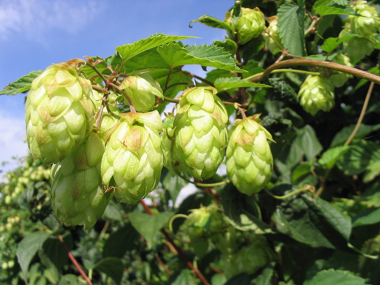 Cônes de houblon. Par Hagen Graebner « Travail personnel » CC BY-SA 2.5