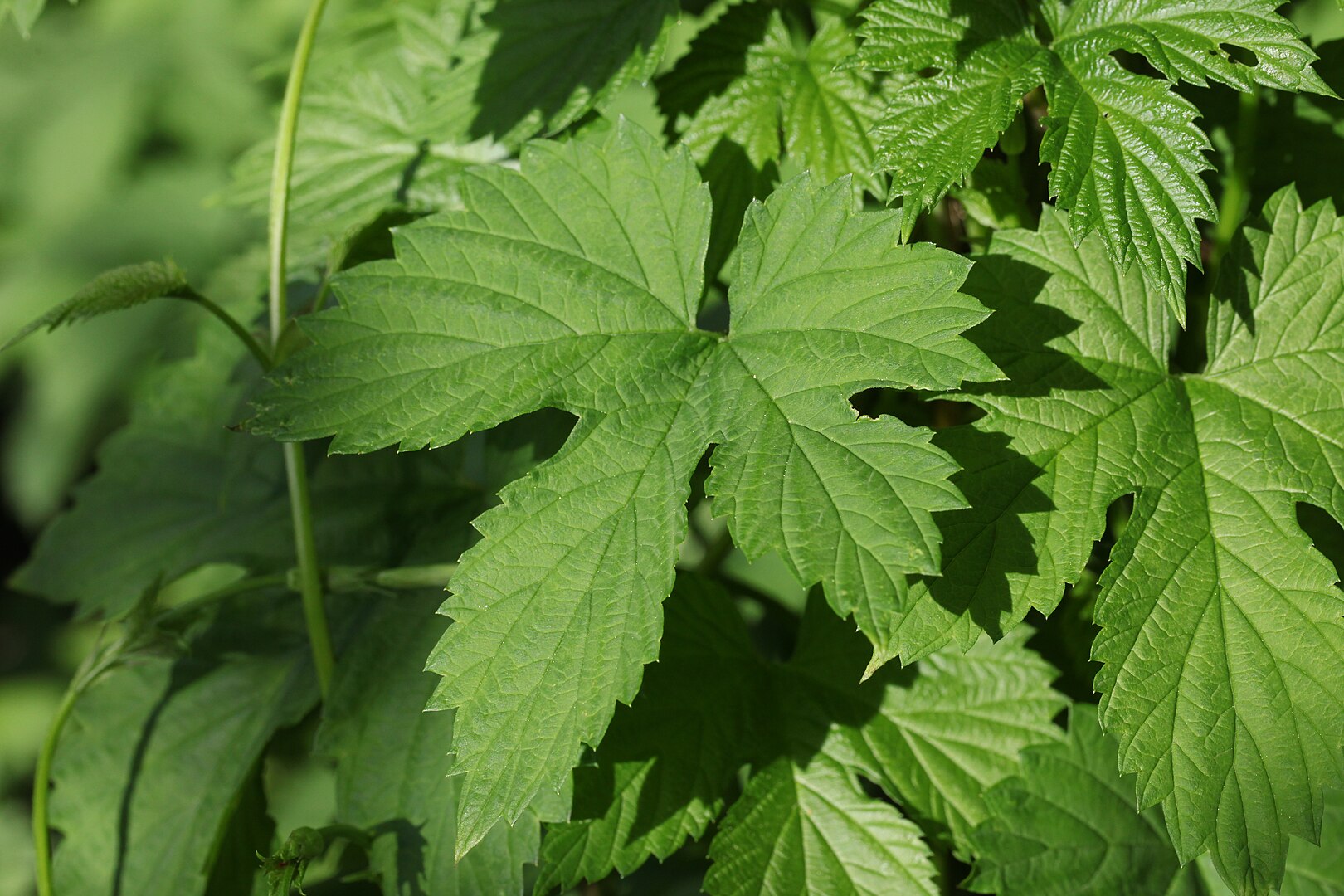 Feuilles de houblon. Par Pmau — Travail personnel, CC BY-SA 4.0, 