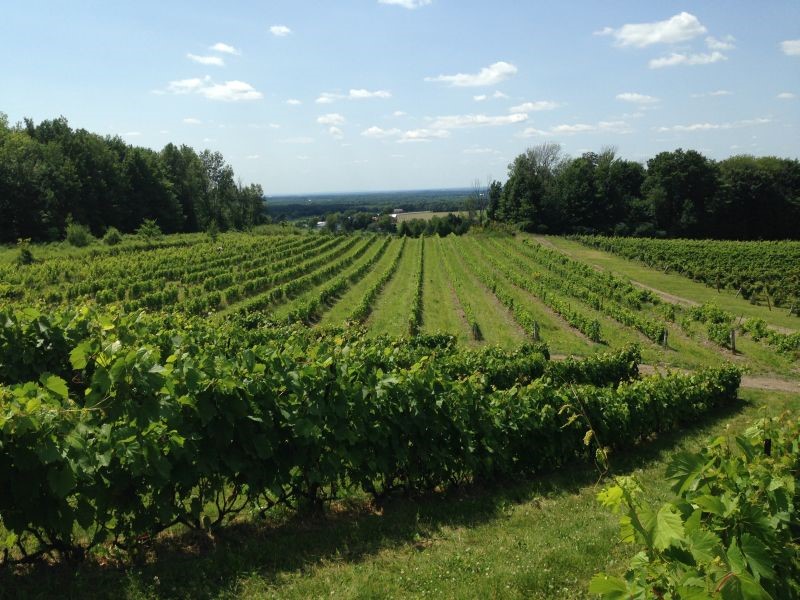 Vue du Vignoble Domaine Côte d'Ardoise sur La Route des vins de Brome-Missisquoi.. Par Laroutedesvins — Travail personnel, CC BY-SA 4.0, 