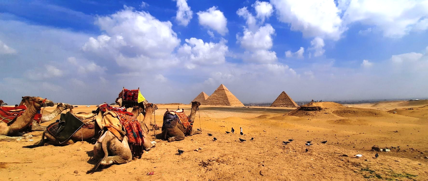 Les fameuses pyramides de Gizeh. Photo  © Daniel Desjardins