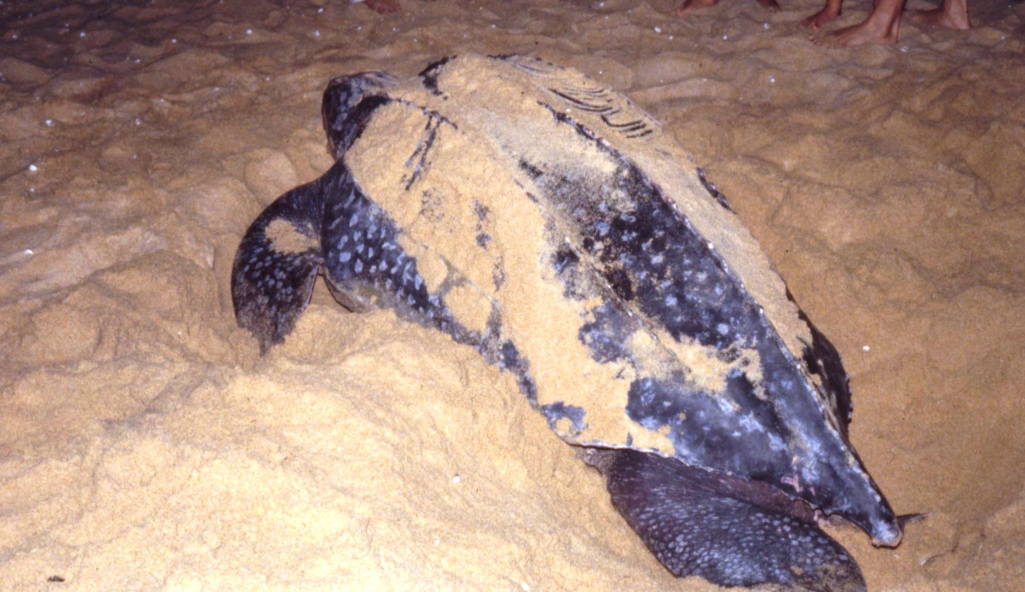 La ponte d'une tortue luth près de Kuala Terengganu en Malaisie. Photo © Daniel Desjardins.