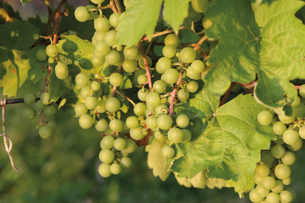 VQA en Ontario
