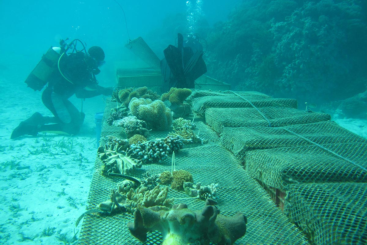Ferme coopérative d’éponges de mer à Zanzibar