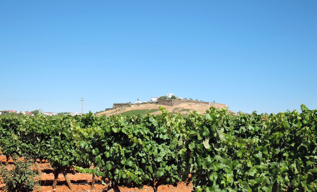 Un vignoble prèes d'Estromez en Alentejo, au Portugal. © iStock / mtcurado