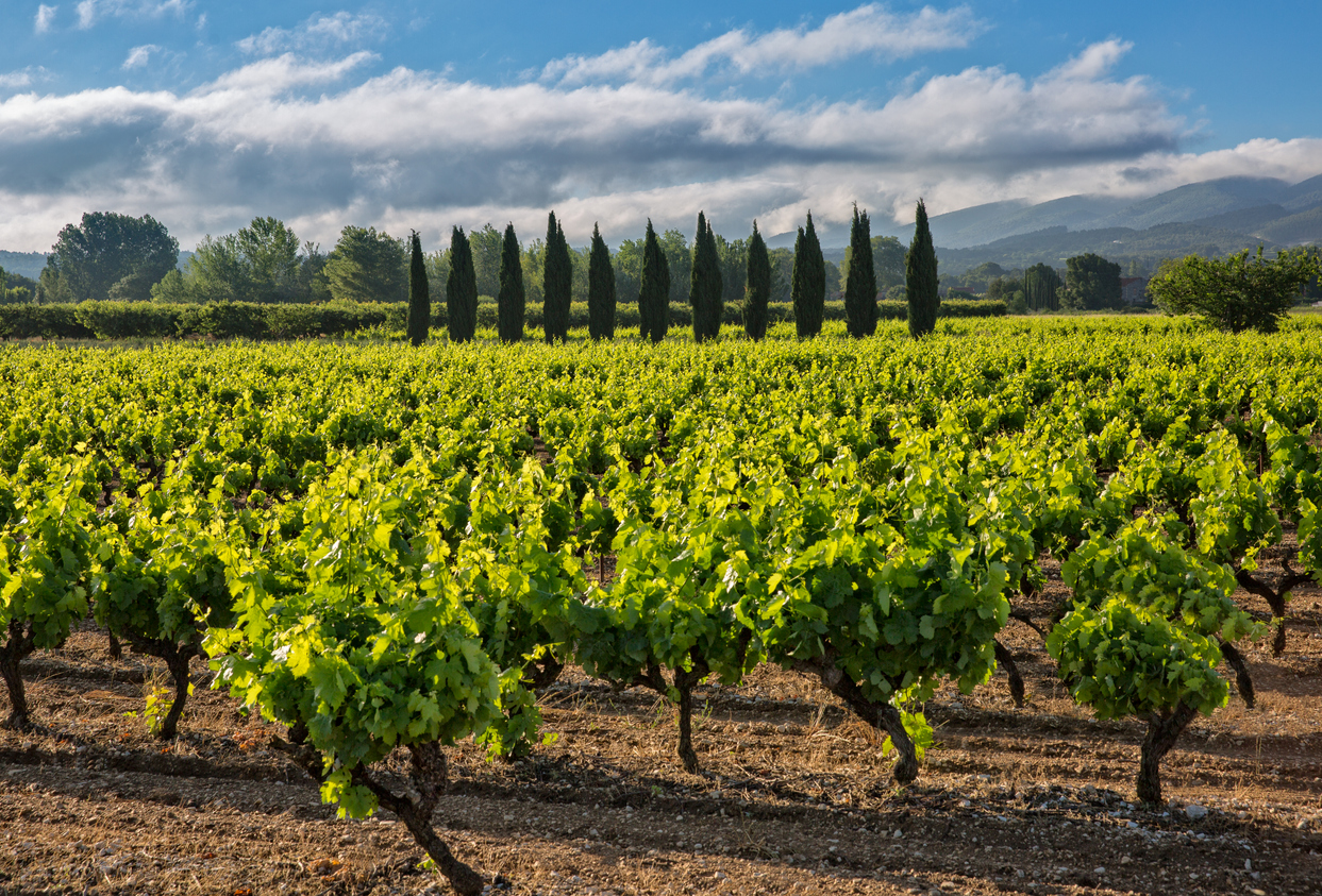 Un vignoble près de Maubec, Luberon, Provence-Alpes-Côte d'Azur.  © iStock / Krisztian Juhasz