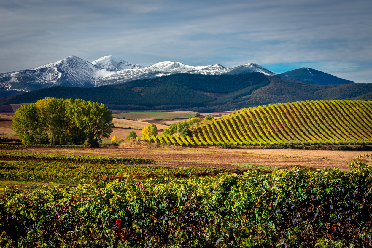 Vignoble de La Rioja avec le mont San Lorenzo en arrière-plan, la plus haute montagne du pays © iStock / AlbertoLoyo