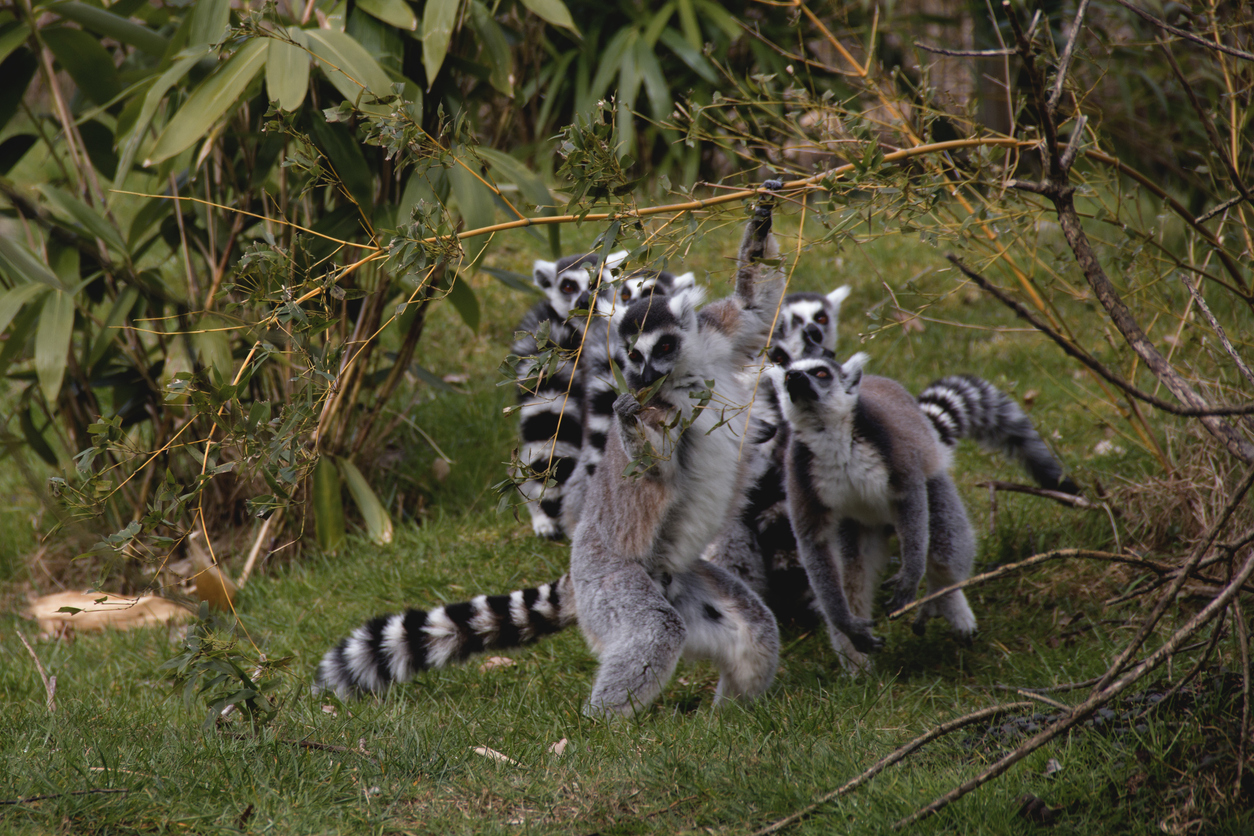 Une famille de lémuriens à Madagascar.  © iStock / Eszter Havas