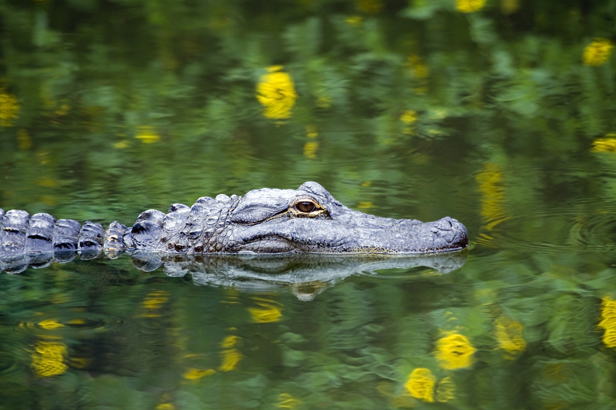 Alligator d'Amérique dans le parc des Everglades en Floride © iStock / Mark Kostich