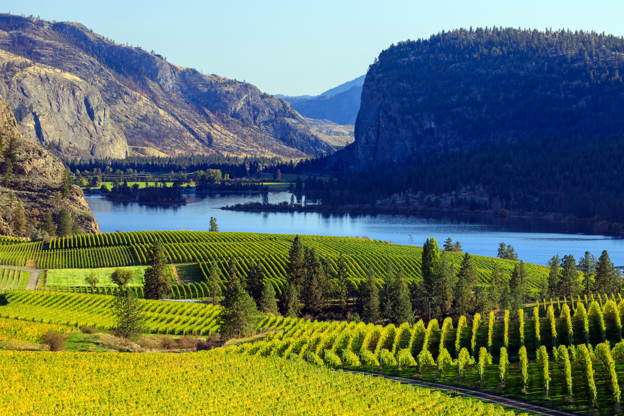 Vue du vignoble Blue Mountain avec McIntyre Bluff et le lac Vaseux en arrière-plan dans la vallée de l'Okanagan, Colombie-Britannique, Canada. © iStock / Nalidsa Sukprasert