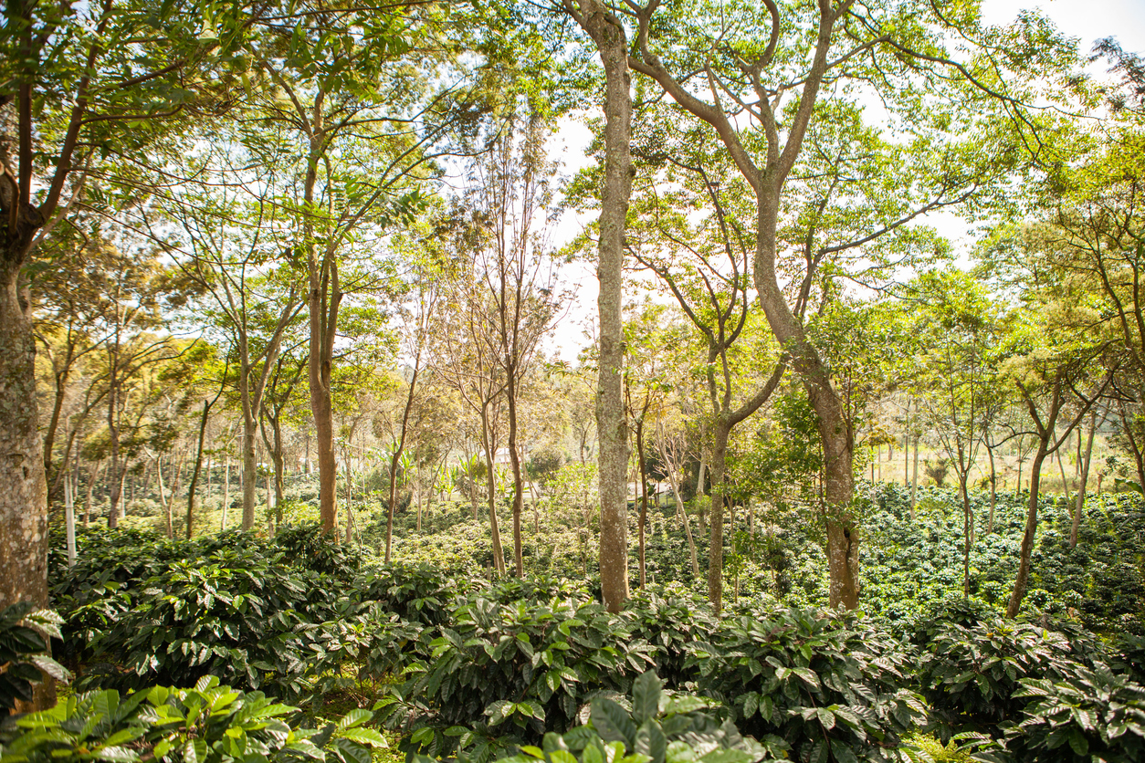 Plantation de caféiers et d’arbres d’ombrage dans l’État de Puebla, Mexique  © iStock/ Wirestock