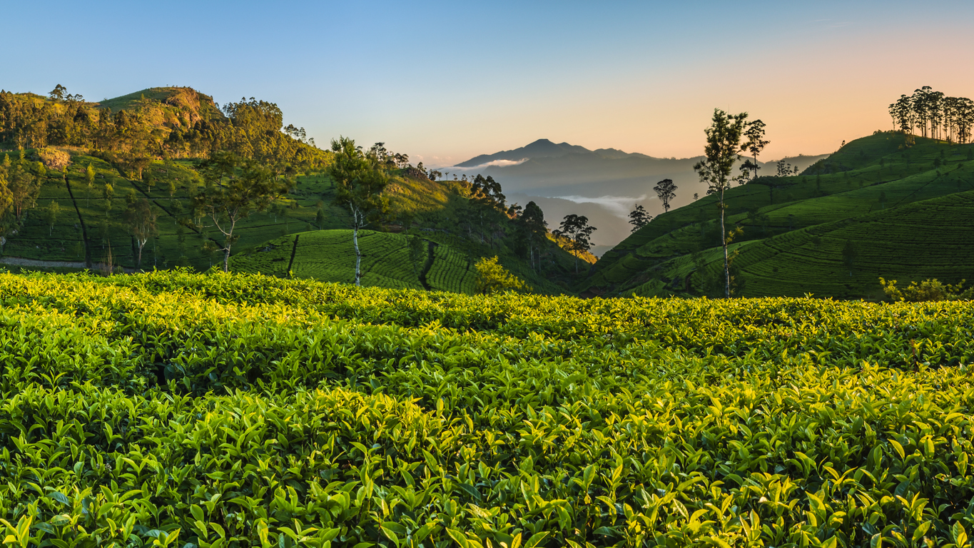  Plantation de thé au Sri Lana © iStock / hadynyah