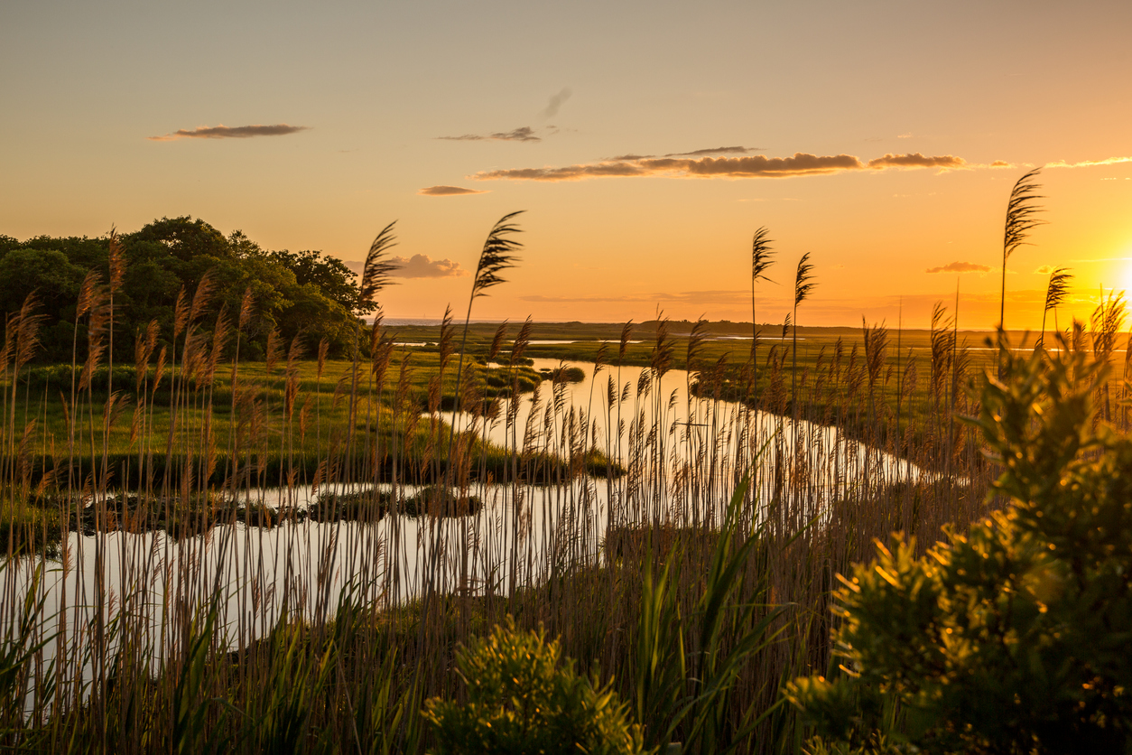 Le Cape Cod de Henry David Thoreau