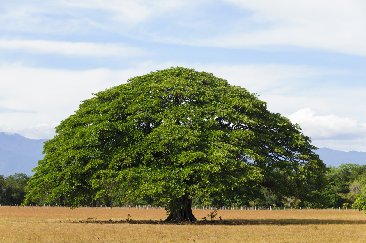 Paysage du Guanacaste, dont Liberia © iStock / OGphoto