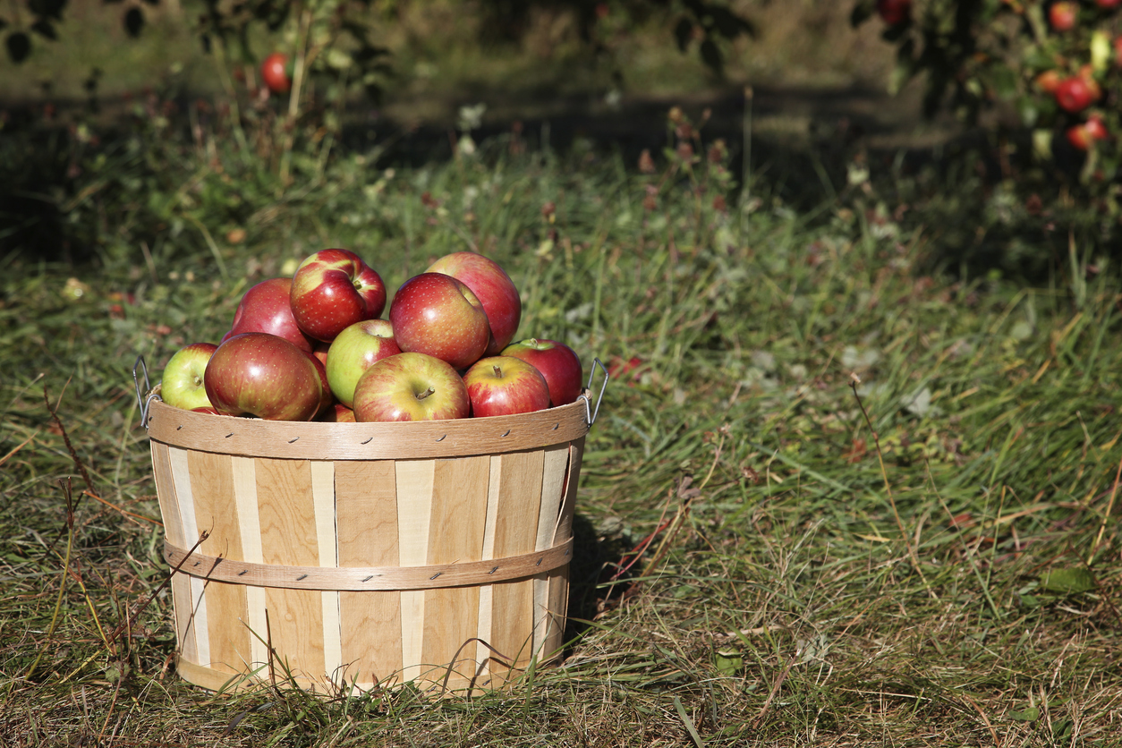 Un boisseau de pommes © iStock / ericmichaud