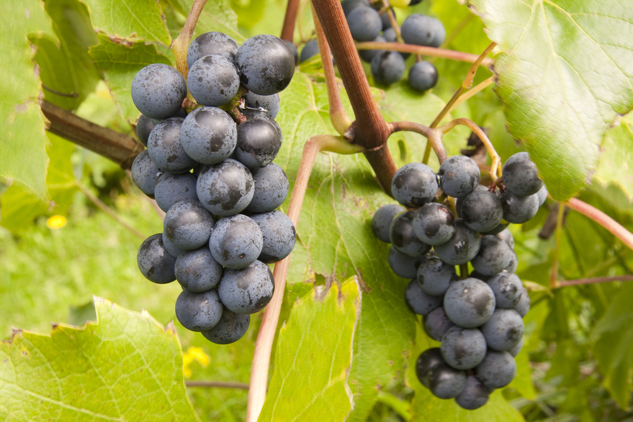 Grappes de raisins au Québec © iStock / chrispecoraro