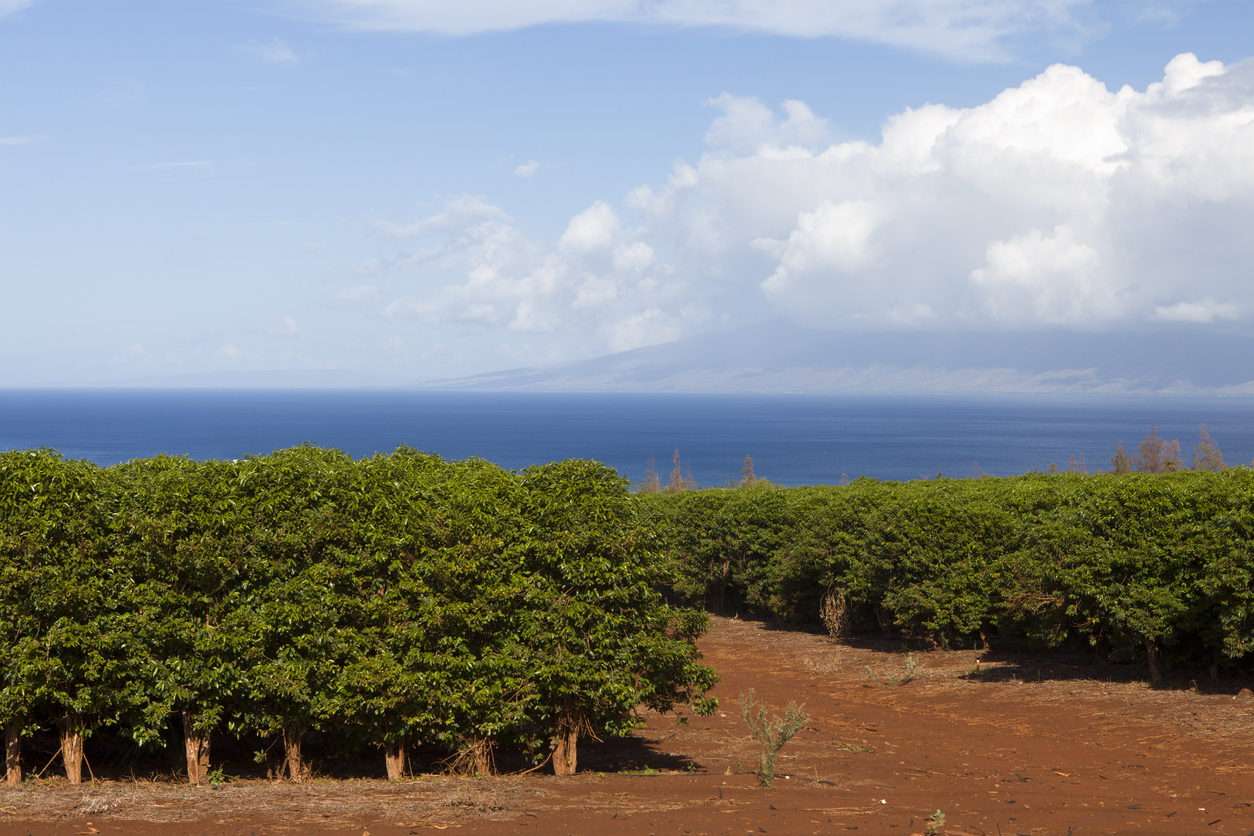 Le café à Hawaii