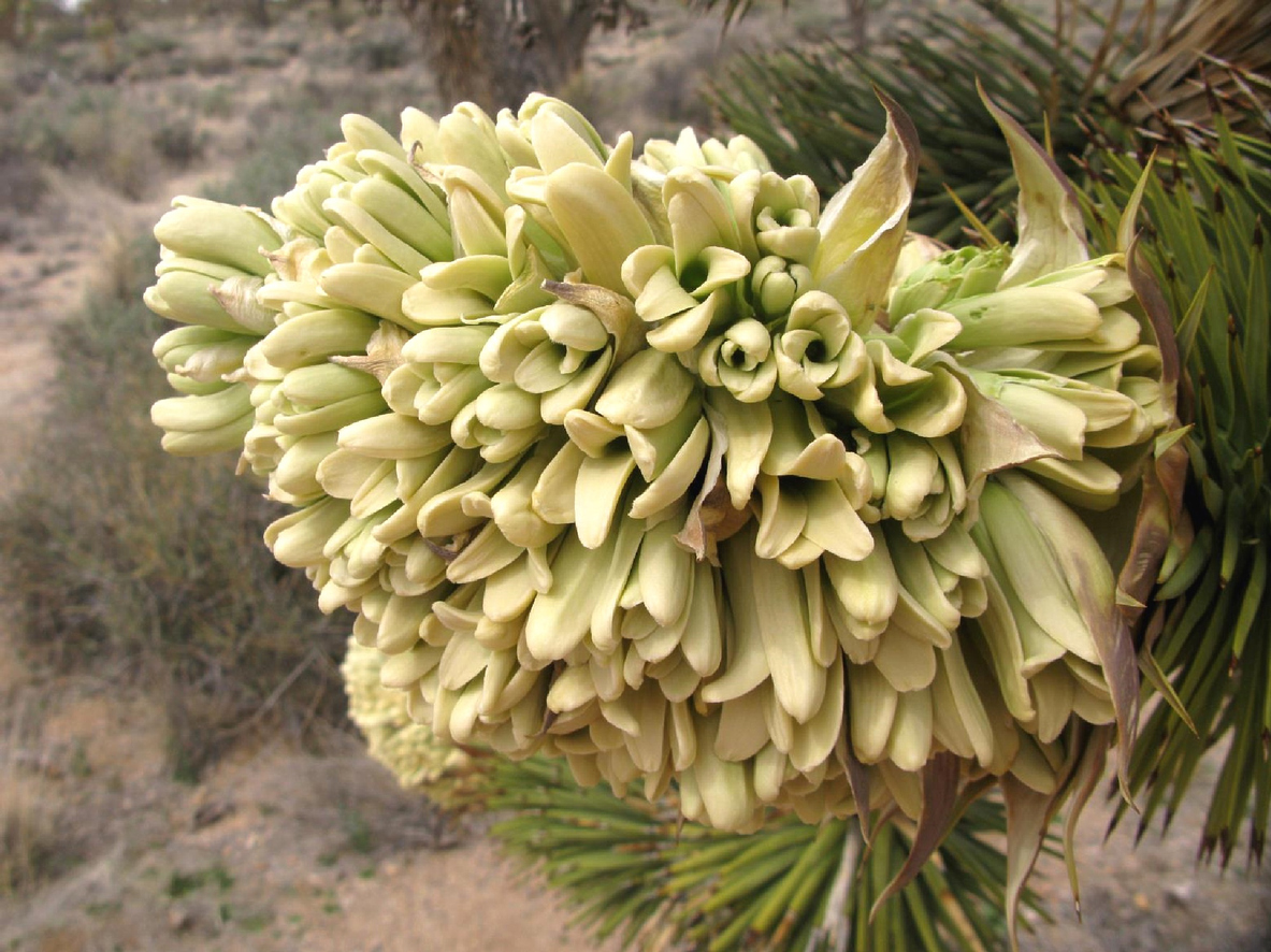 Fleur de l'arbre de Josué (Yucca brevifolia - Joshua Tree)  © iStock / Kelli Kallenborn