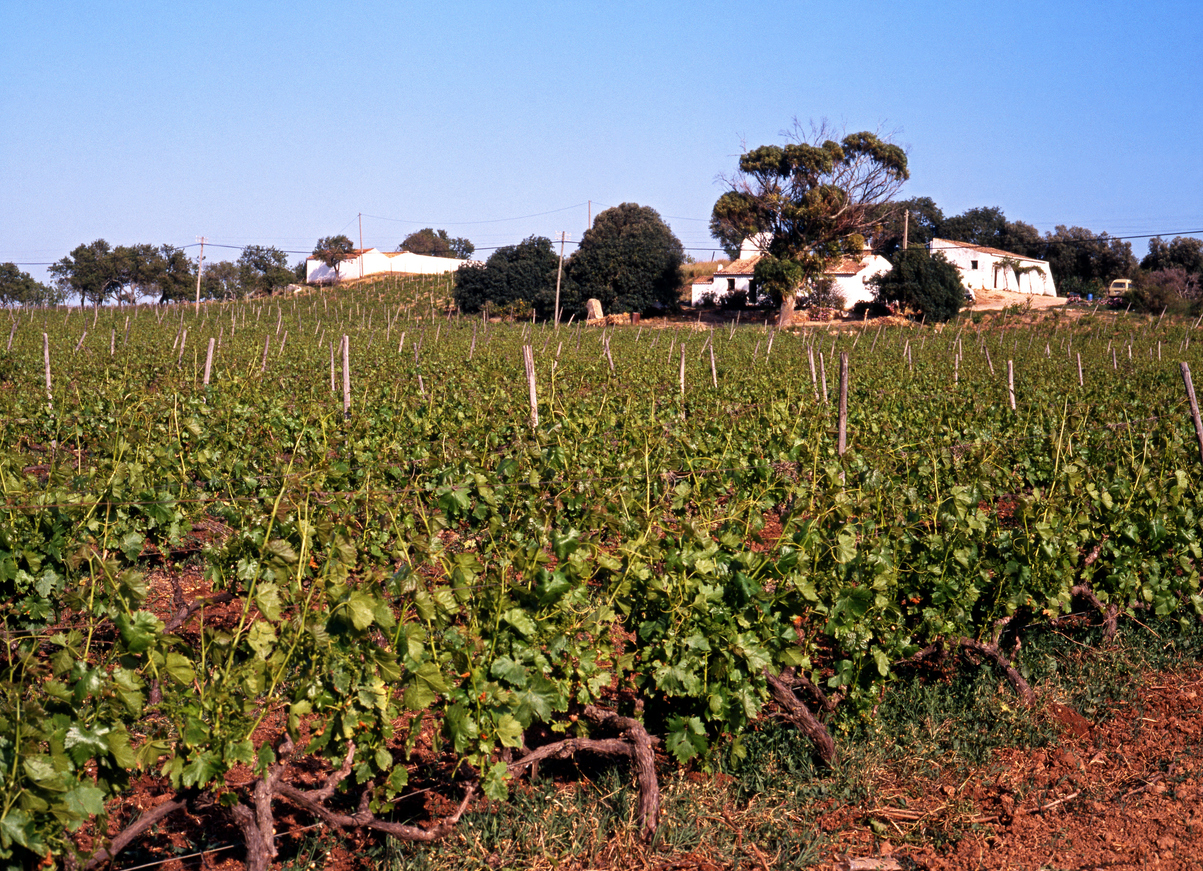 Un vignoble en Algarve.  ©  iStock / CaronB