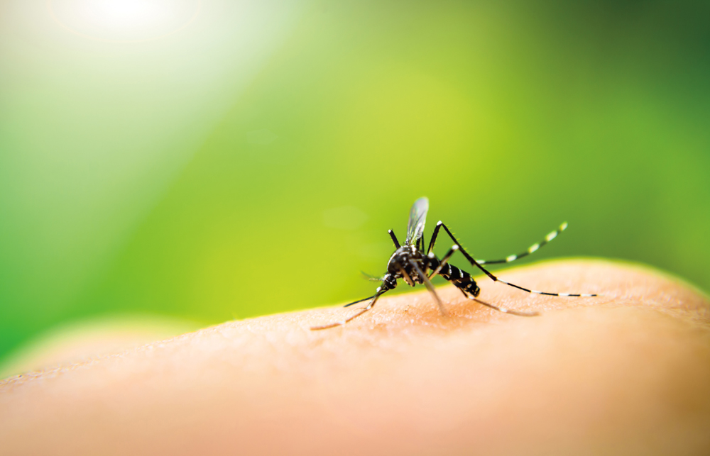 La fièvre dengue, une maladie en émergence