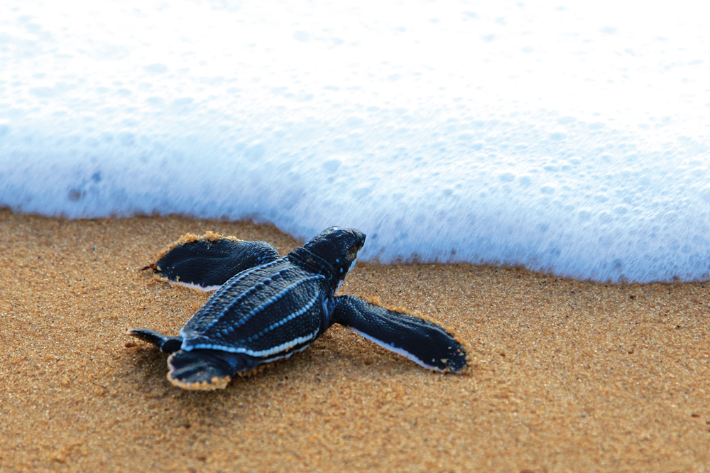 Les tortues luths de Playa Grande