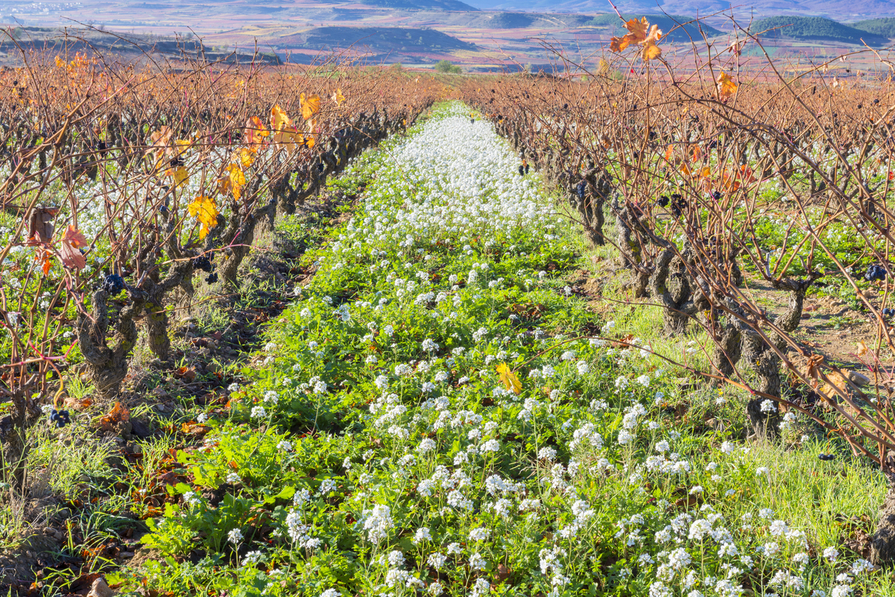 Vignoble en automne dans la Rioja, Espagne © iStock / AlbertoLoyo