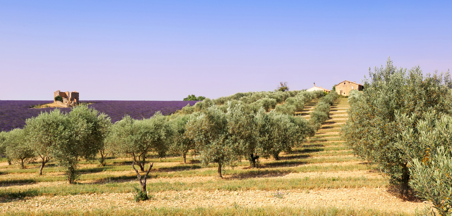  Un champ d'oliviers en Provence © iStock / photosimysia