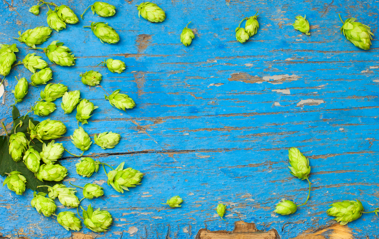 Houblon. ©  iStock / Sevulya