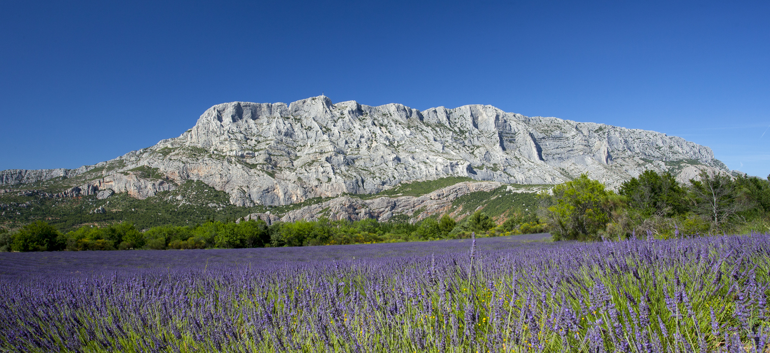 La montagne Sainte-Victoire et la lavande. © iStock / :Jef Wodniack