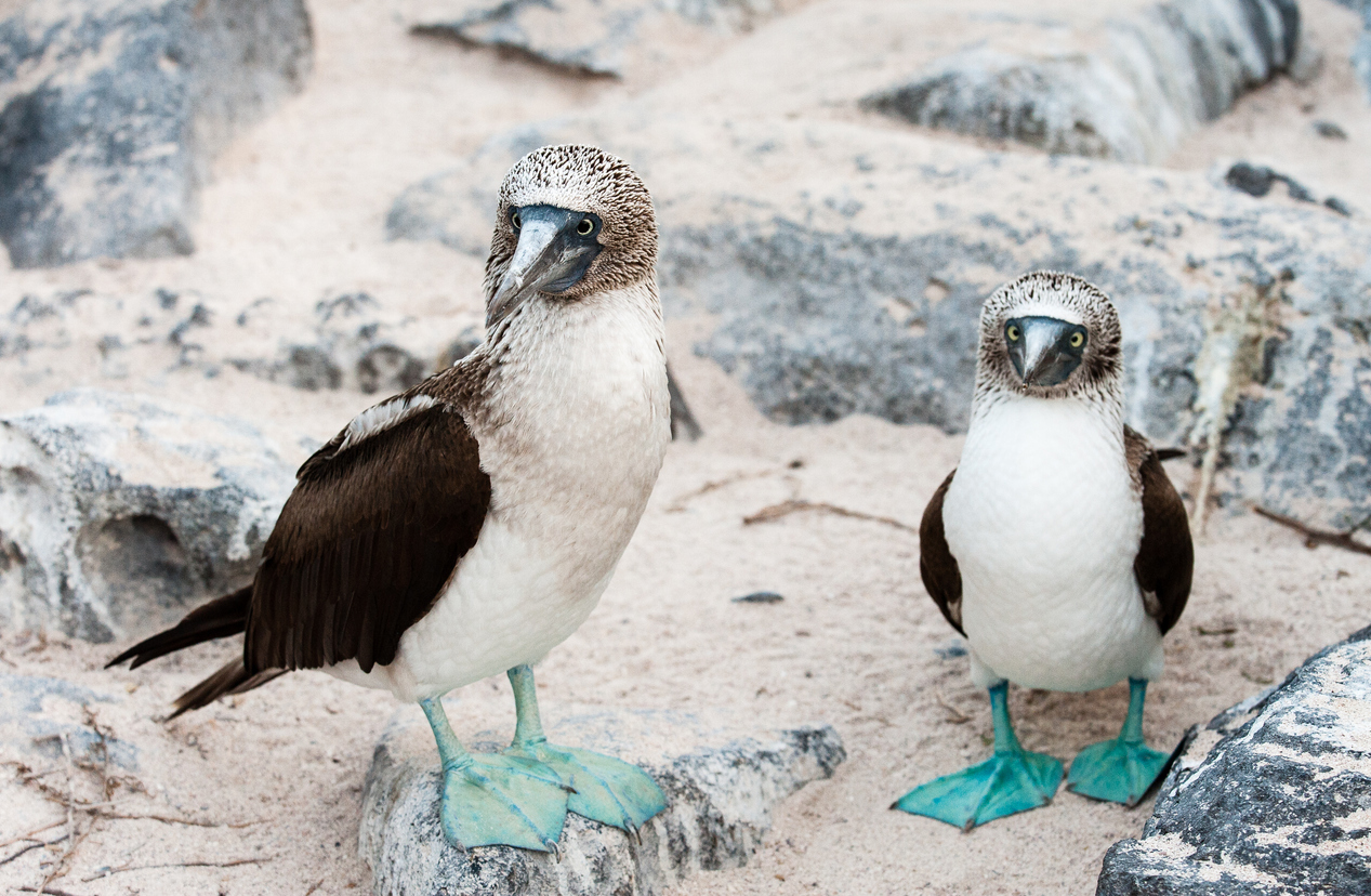 Paire de fous à pattes bleues sur le sable sur l'île Española, Galapagos, Équateur.  © iStock / elmvilla