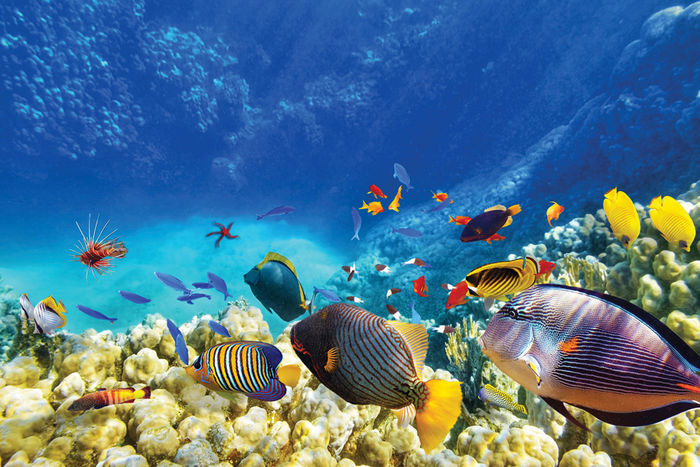 Où pratiquer la plongée sous-marine ? : La plongée sous-marine