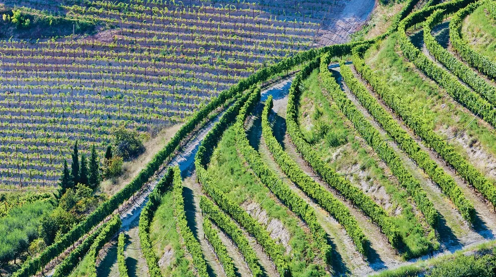   Vignobles, région de Valpolicella  
©iStockphoto.com/Flavio Vallenari  
