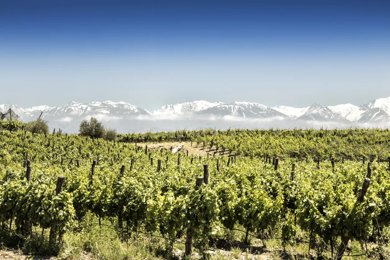 Un vignoble près de Mendoza © iStock / Edsel Querini