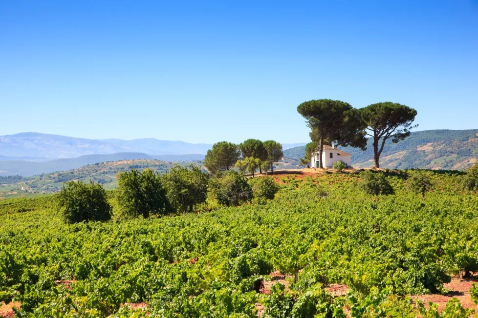 Vignobles dans la région de Villafranca del Bierzo - photo © iStock-Bepsimage