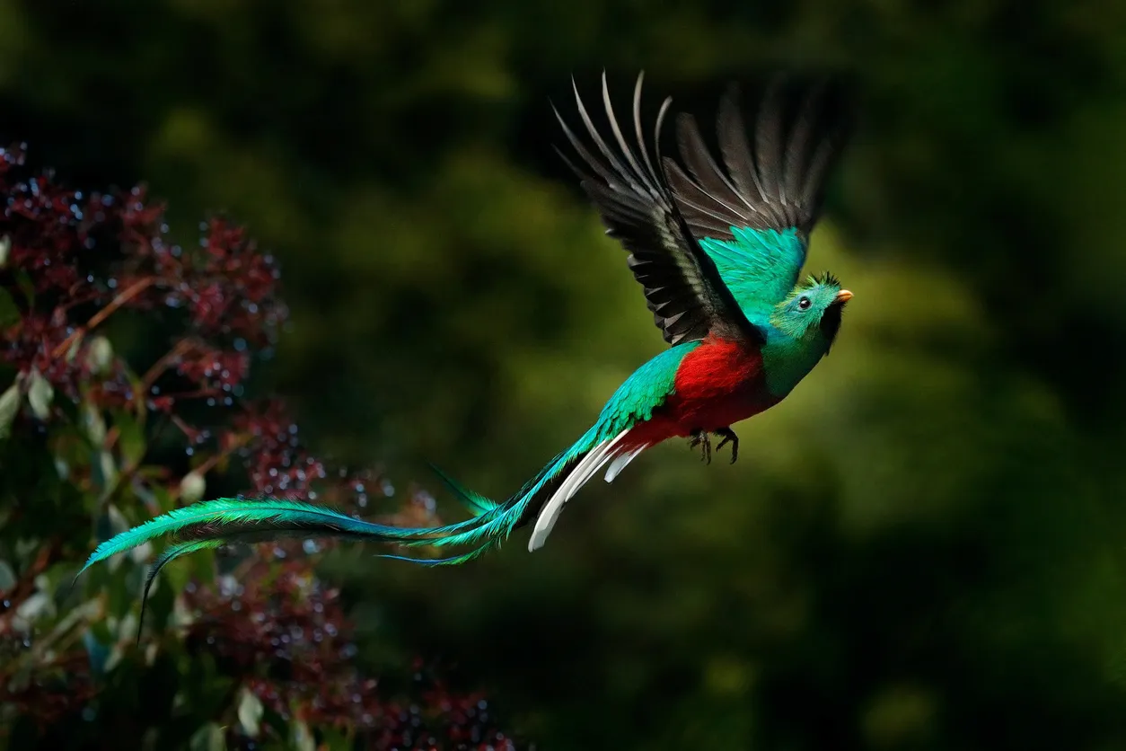 Un quetzal prend son envol © iStock / Ondrej Prosicky