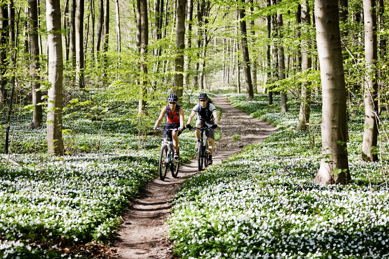 Vélo de montagne en forêt  © iStock / Soren Svendsen