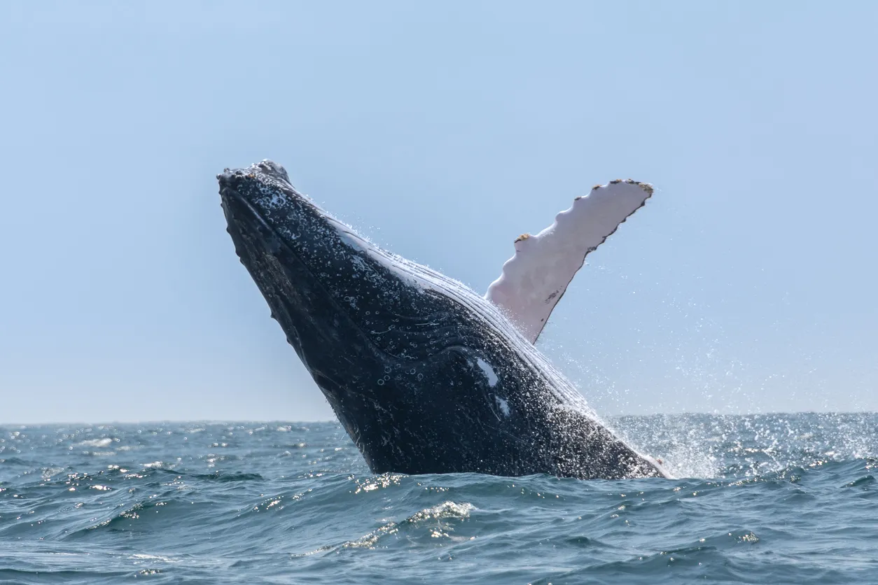 La superbe baleine à bosse -Parque Nacional Machalilla (Équateur)- photo © iStock-AlbertoLoyo


