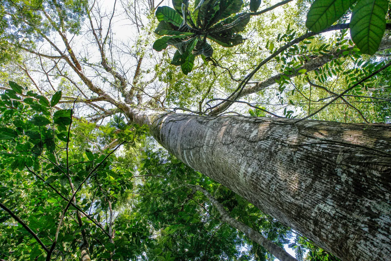 Un acajou du Brésil, swietenia macrophylla, dans la forêt amazonienne © iStock / Paralaxis