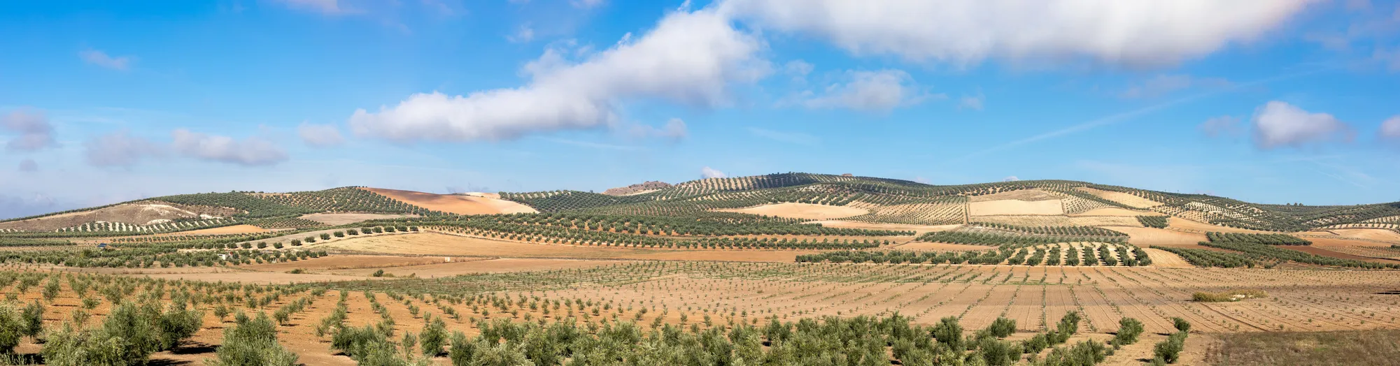 Vue sur les oliveraies en Andalousie © iStock / borchee