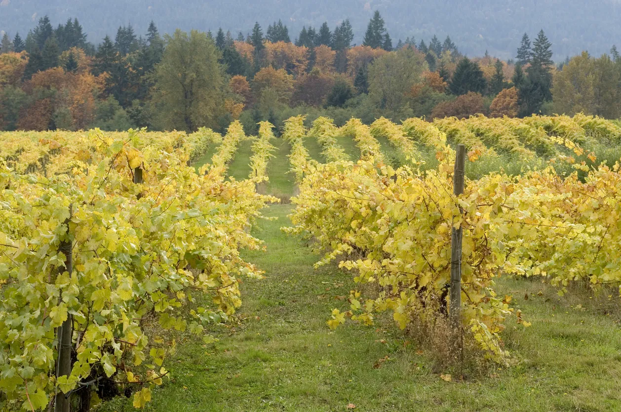 Vignoble de la Cowichan Valley© iStock / Wirestock