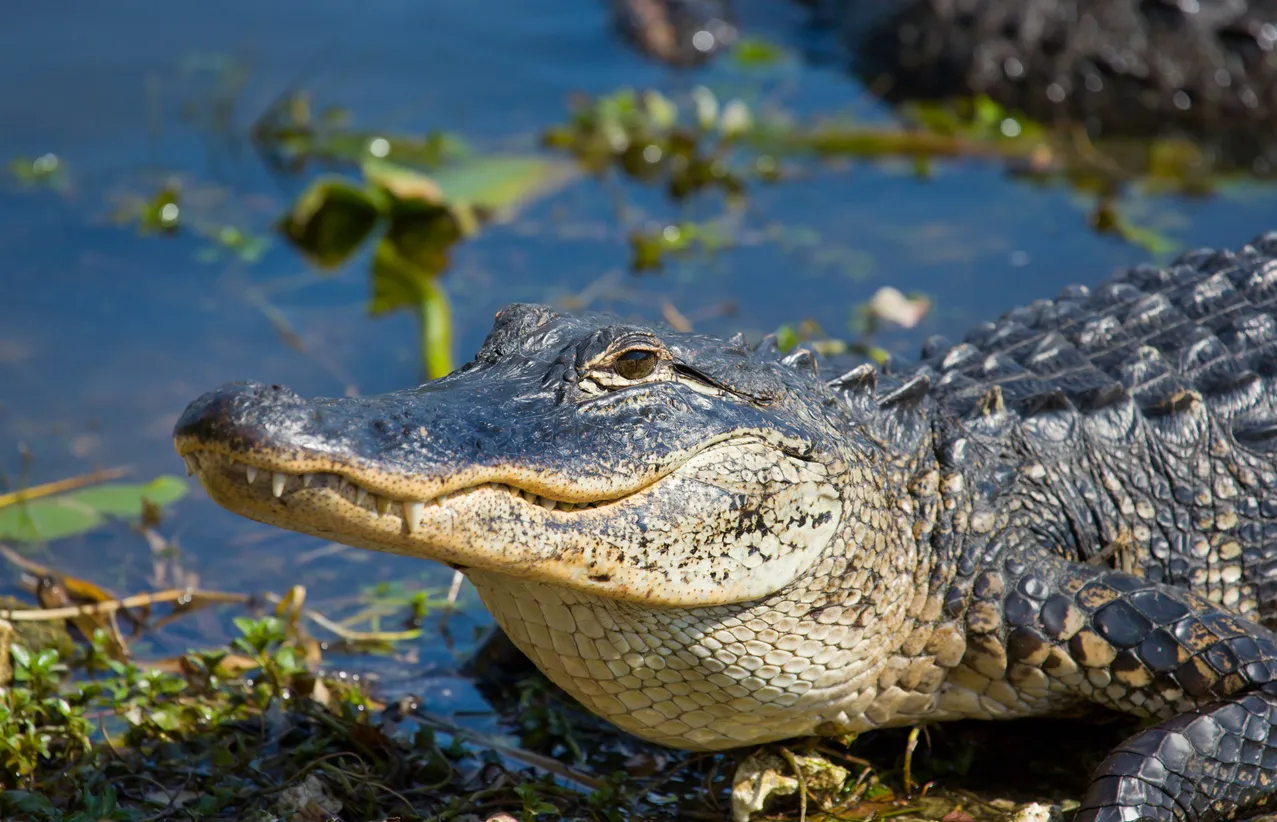 Un alligator en Floride ©  iStock / BirdImages