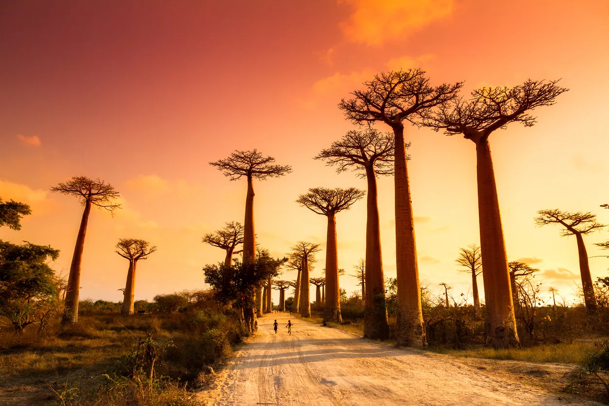 L'avenue des baobabs, un groupe important de baobabs de Grandidier bordant le chemin entre Morondava et Belon'i Tsiribihina dans la région de Menabe à l'ouest de Madagascar. Ⓒ iStock / dennisvdw