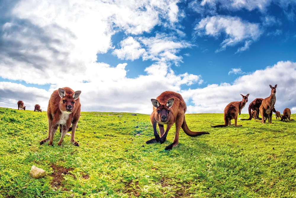 Famille de kangourous | © iStockphoto.com/Andrea Izzotti