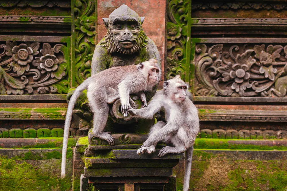 Macaque à longue queue, ou macaque crabier, Denpasar, Bali, Indonésie | © nvelichko